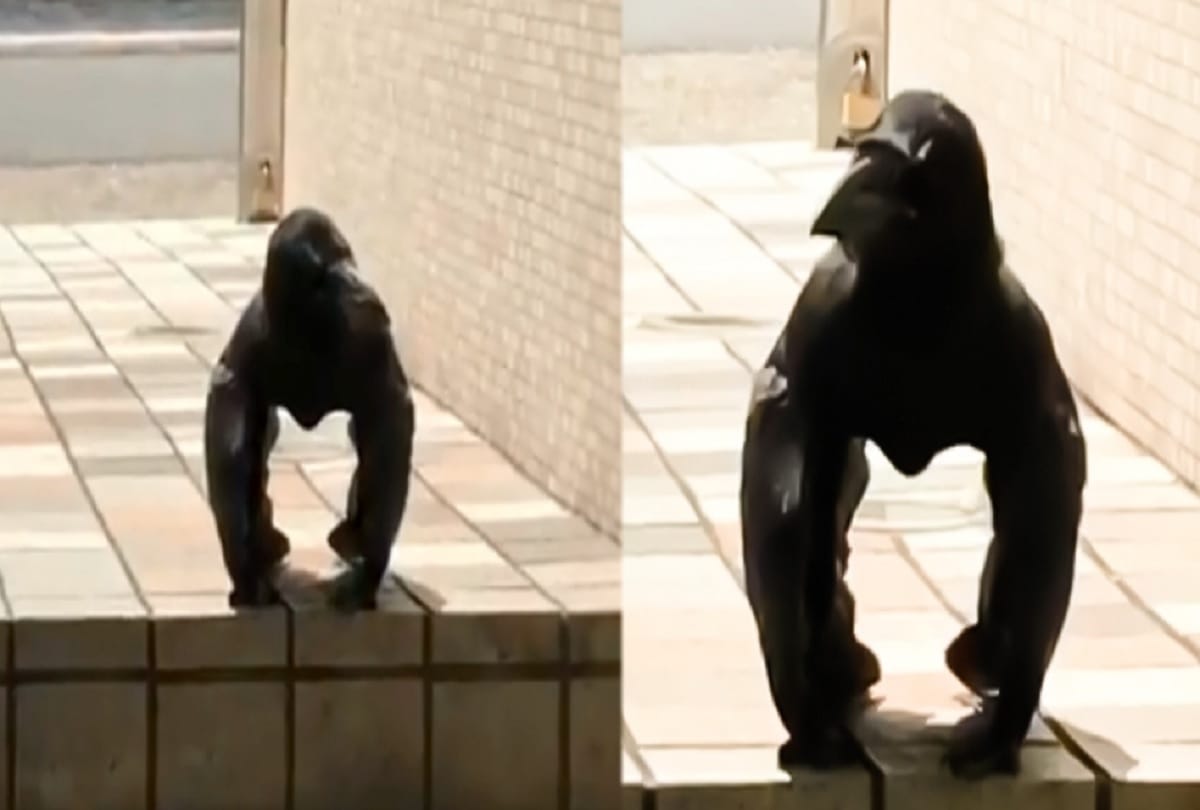 gorilla was looking like a crow people confused to see him video viral