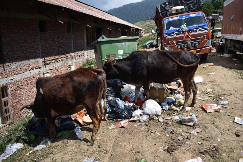 Auli Shahi Shadi: Five lakh rupees will spend for clean garbage after 200 crore marriage