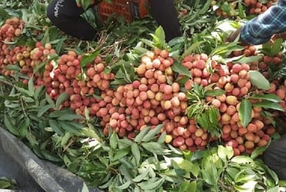 Leechi business badly affected due to viral Message about chamki fever in Pathankot