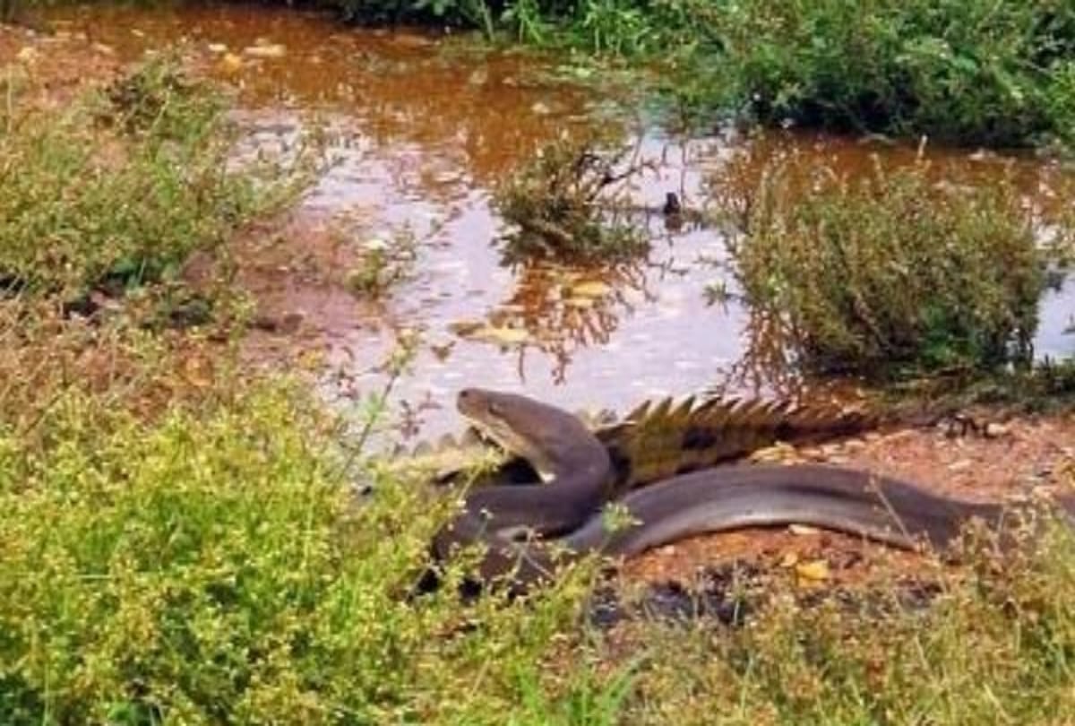 picture of fight between python and crocodile in australi