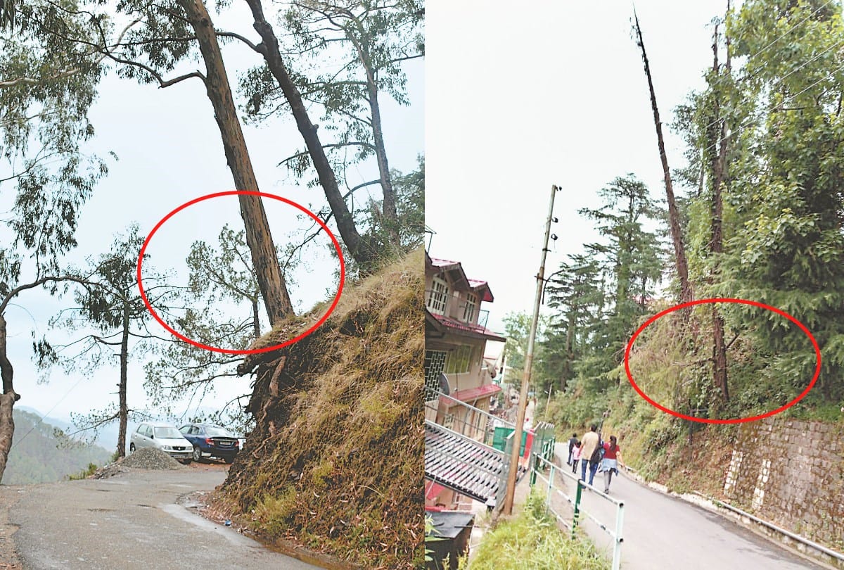 ट्री कमेटी ने खतरनाक पेड़ का किया निरीक्षण