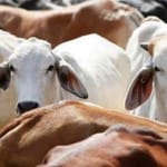 प्रतीकात्मक तस्वीर