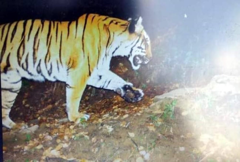 Uttarakhand: Tiger seen in Tanda forest after a long time, captured in trap camera
