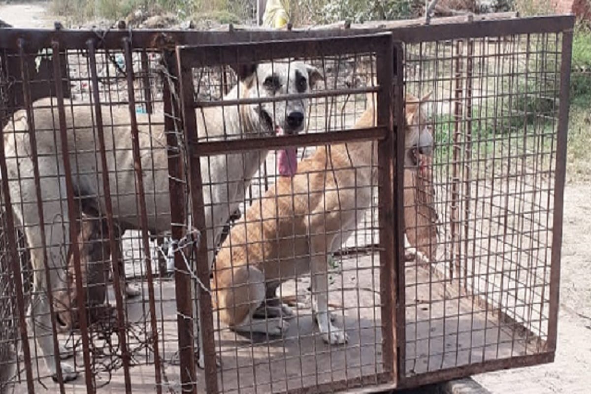 A young man killed by dogs in Bijnor at Uttar Pradesh