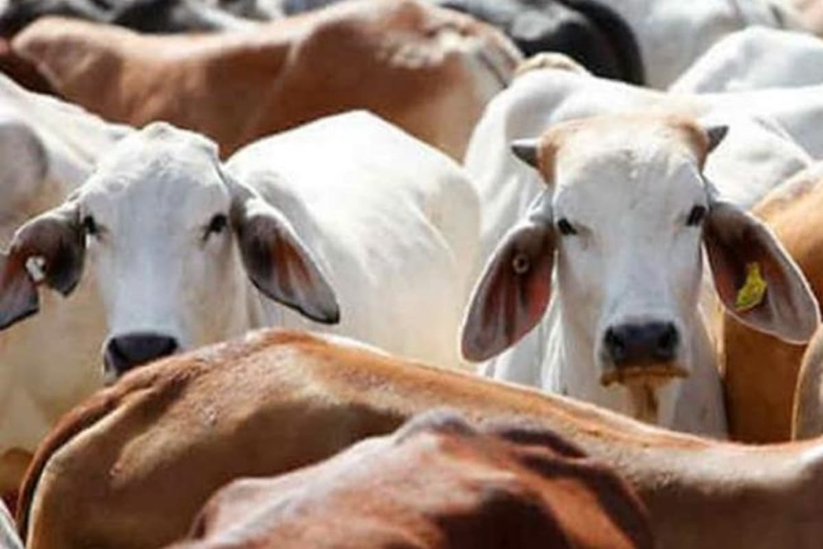 know cow related best astro and vastu tips for good luck