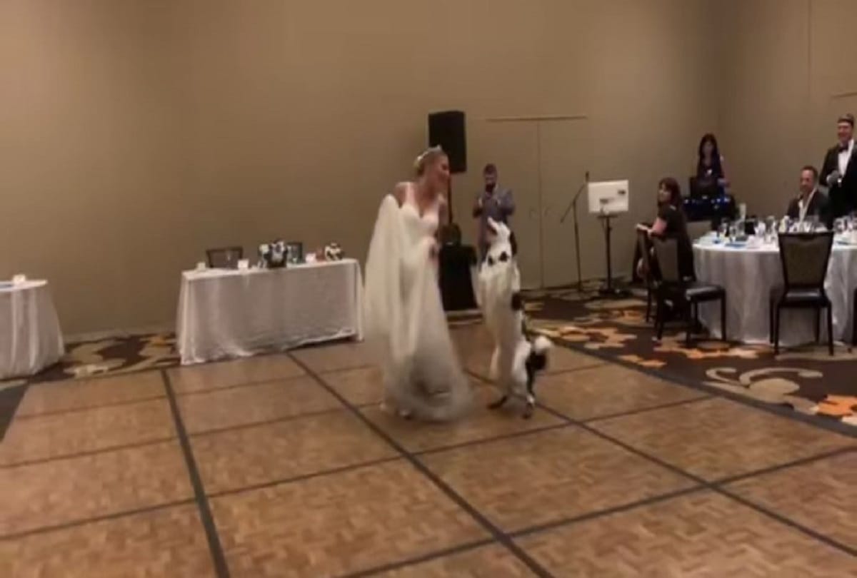 dog dance with bride video viral on social media