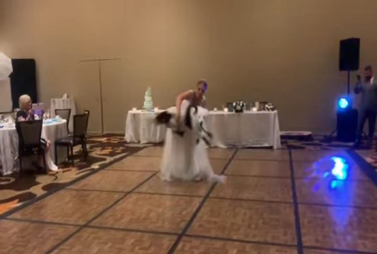 dog dance with bride video viral on social media