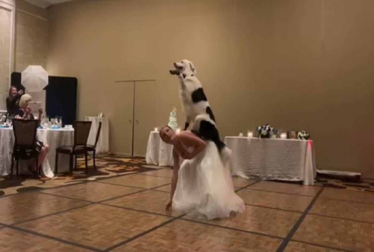 dog dance with bride video viral on social media