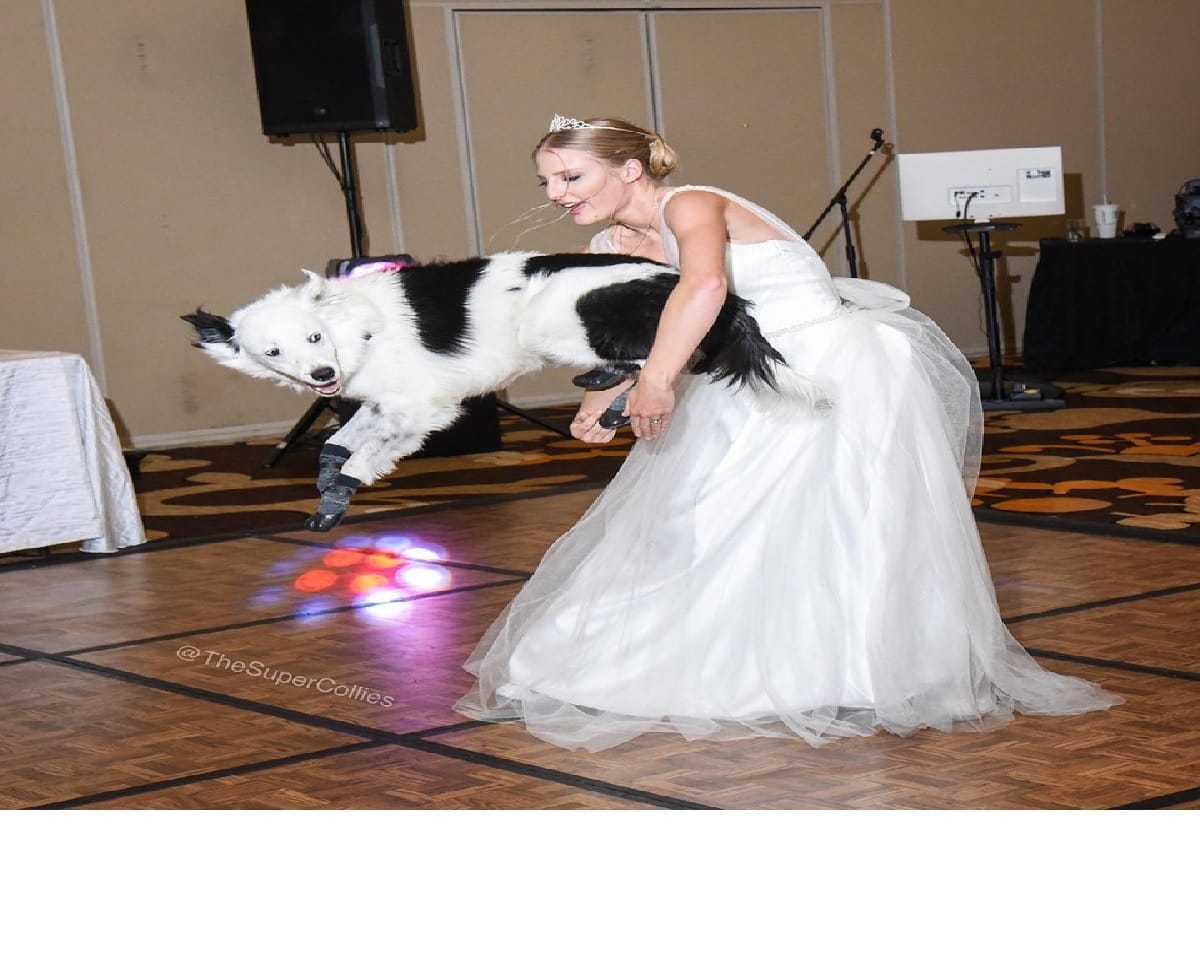 dog dance with bride video viral on social media