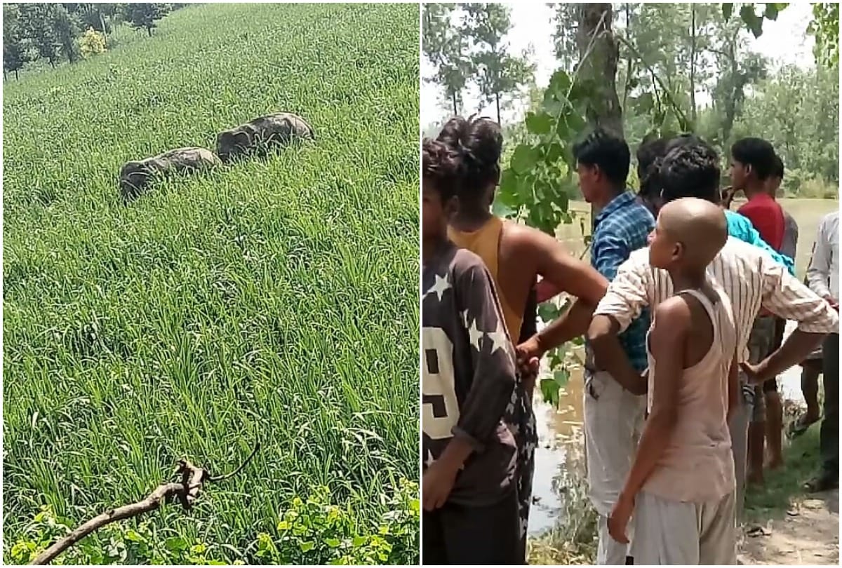 Elephant destroys sugarcane farms in Lakhimpur one farmer dies forest department active