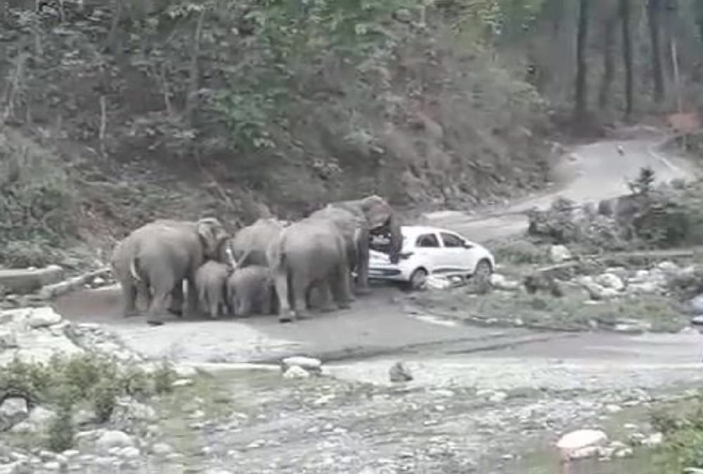 Elephant Group Attack on delhi tourist two cars in ramnagar photos