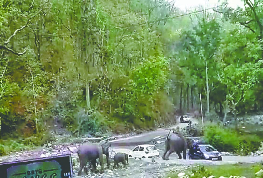 Elephant Group Attack on delhi tourist two cars in ramnagar photos