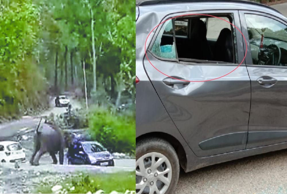 Elephant Group Attack on delhi tourist two cars in ramnagar photos