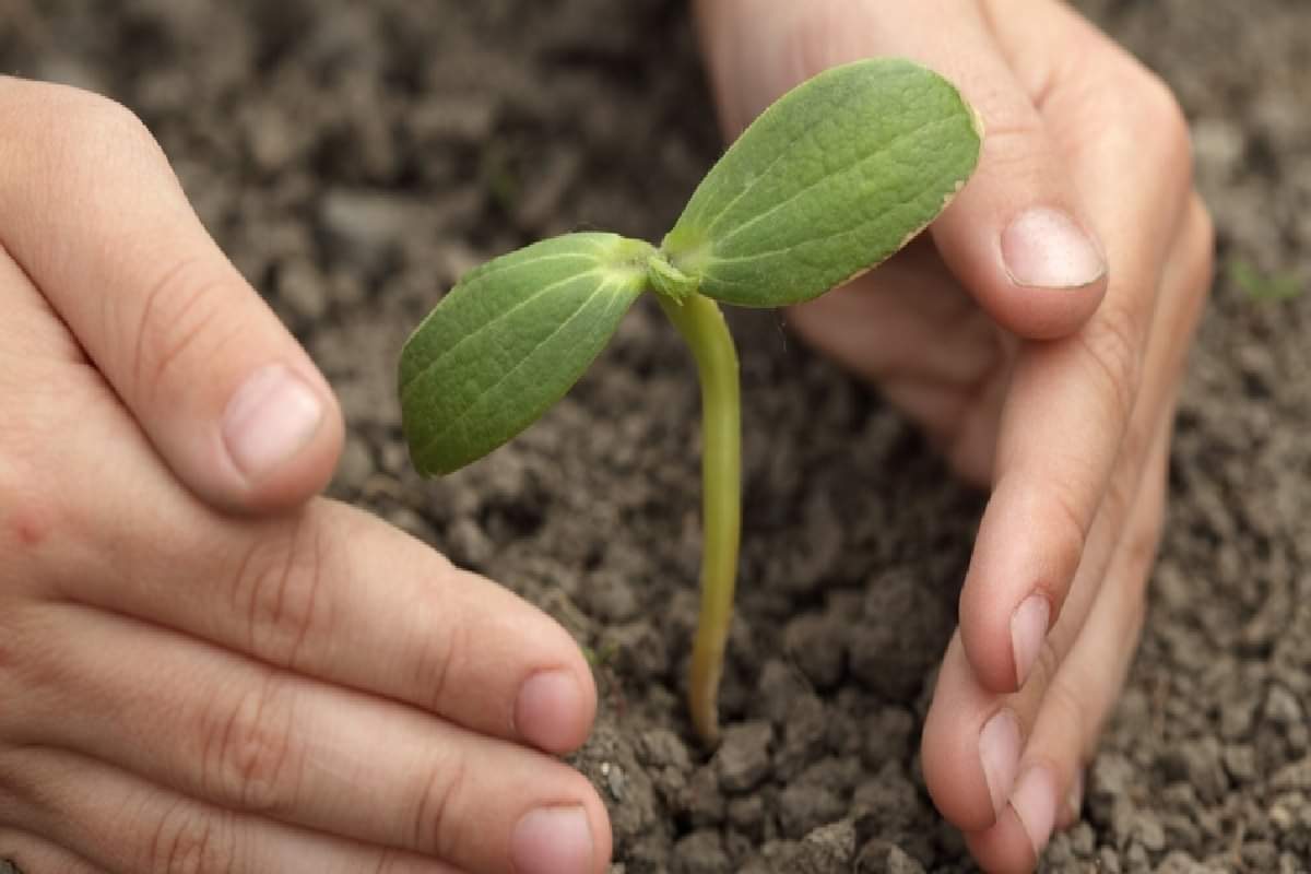 Hariyali Amavsya, an occasion to bond with the nature