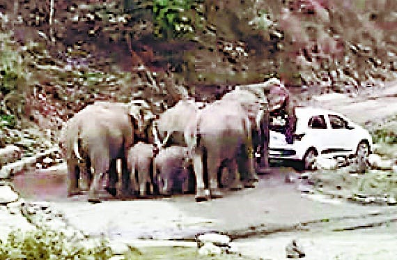 हाथियों ने तोड़ी सैलानियों की कार
