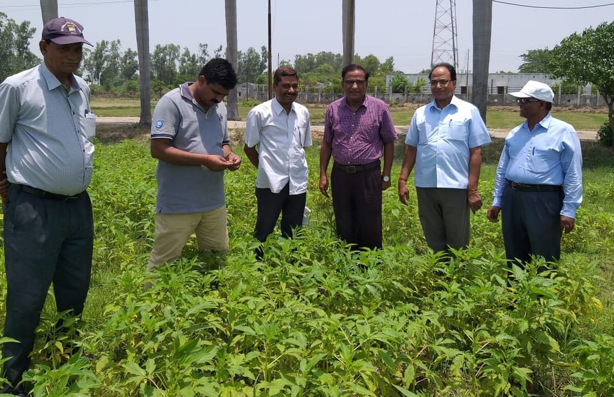 research on crop of rice