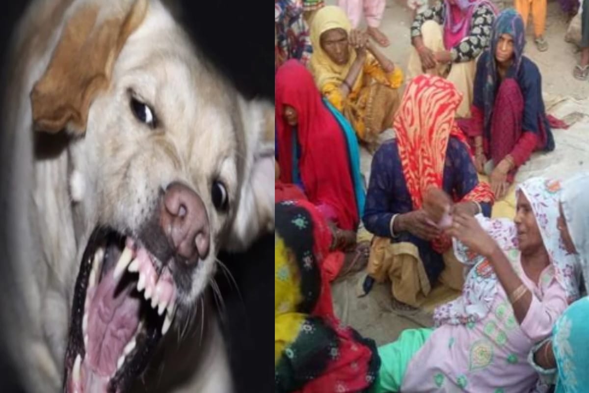 Stray dogs killed a newborn baby in Saharanpur, it third kill in three days