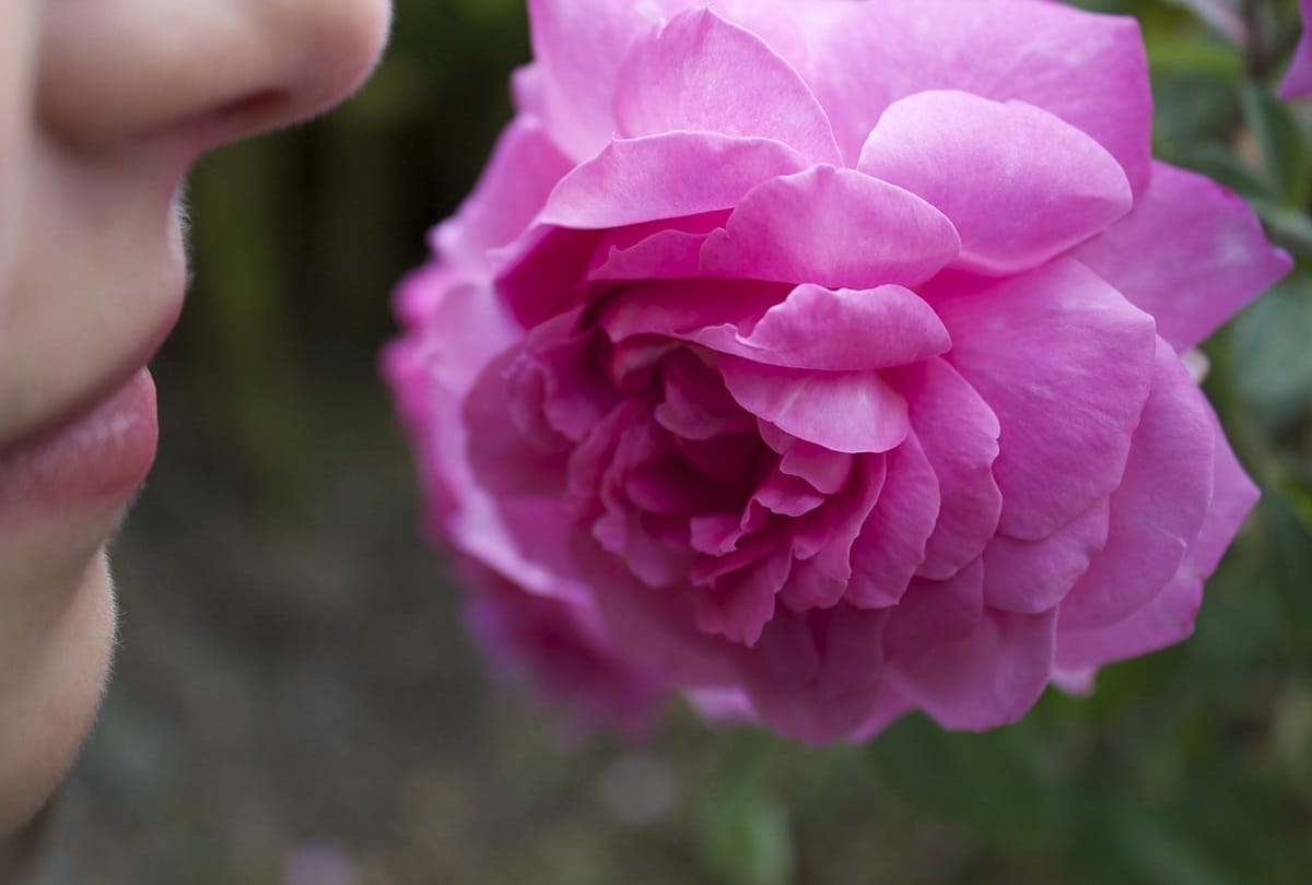 French man invented a pill which will make your farts like roses