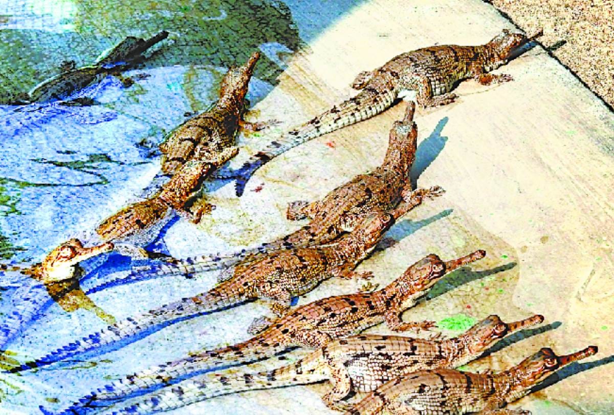 lockdown effect dinosaur species 1500 gharial born in chambal