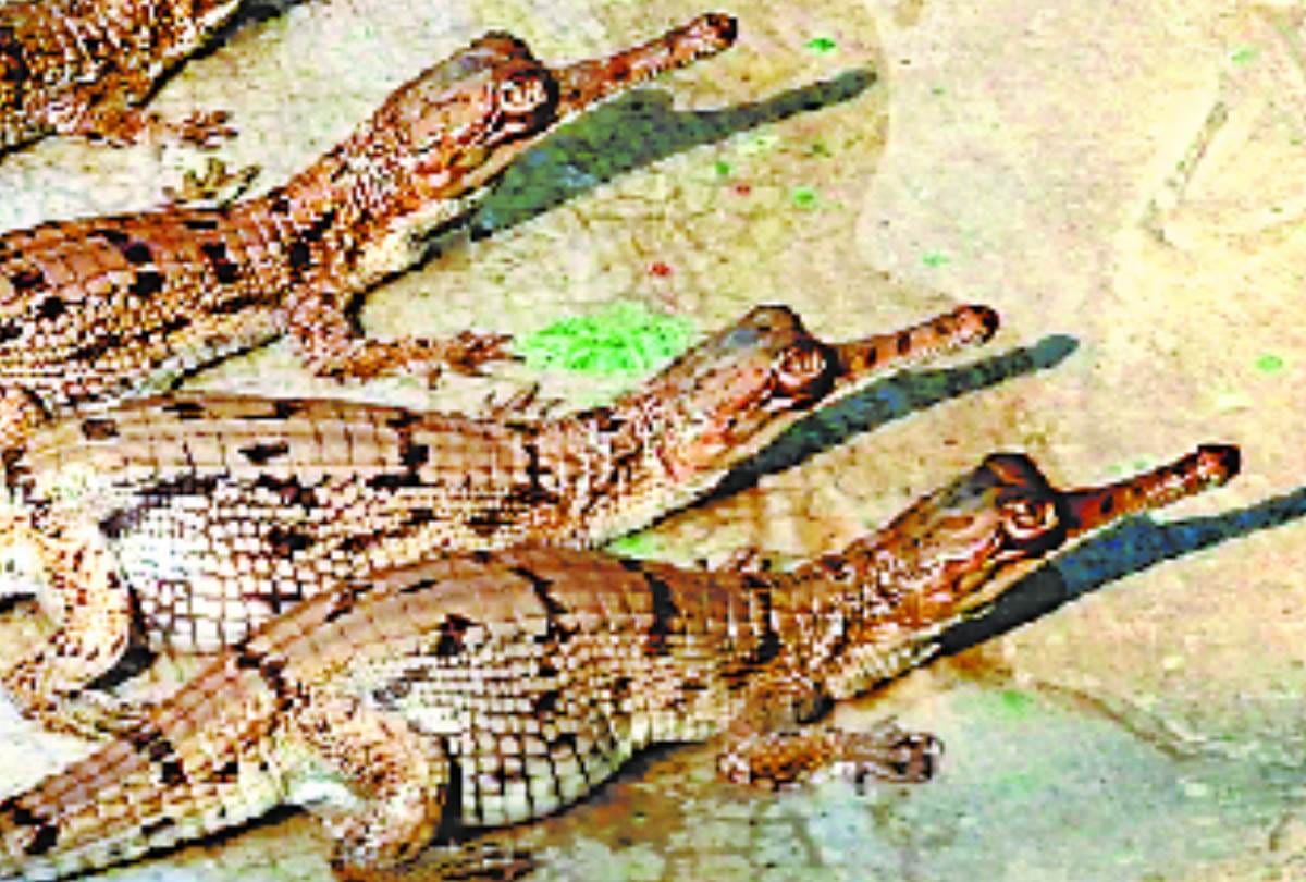 ghadiyals of kukrail will be left in rivers across the country