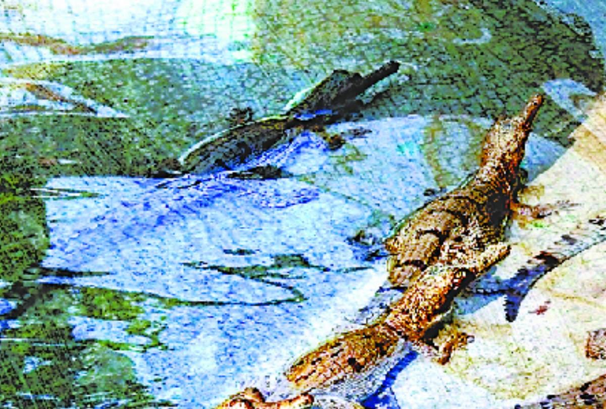 ghadiyals of kukrail will be left in rivers across the country