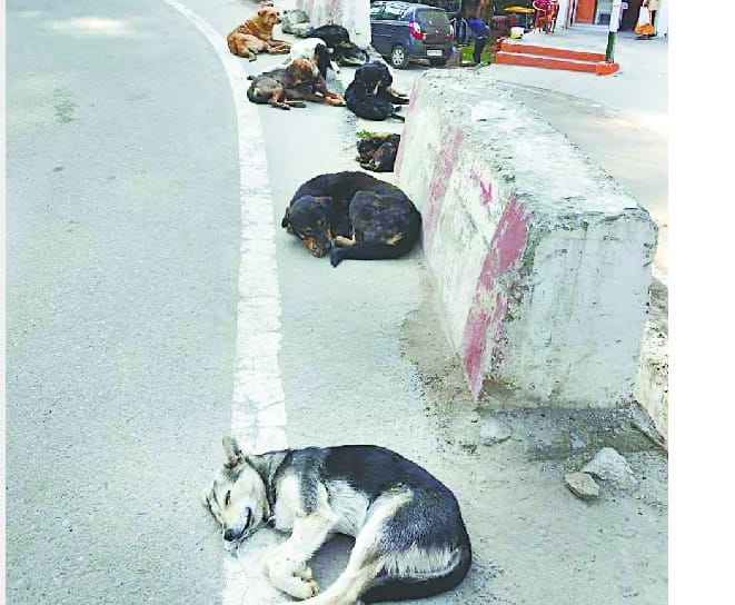 Dog in Lohaghat town