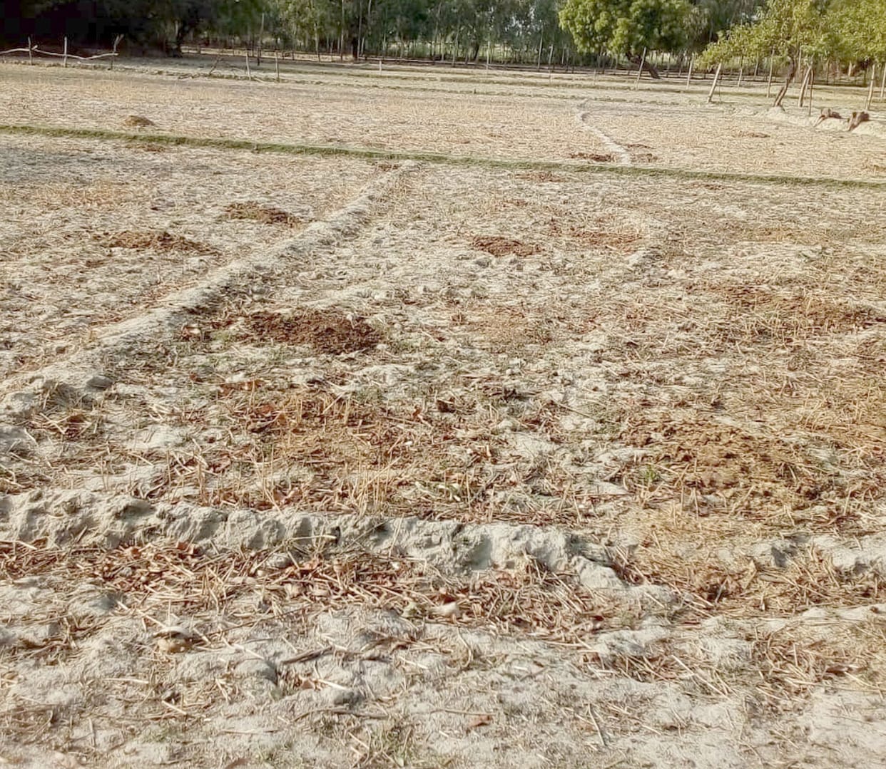 Crop sowing crisis in front of three and a half lakh farmers