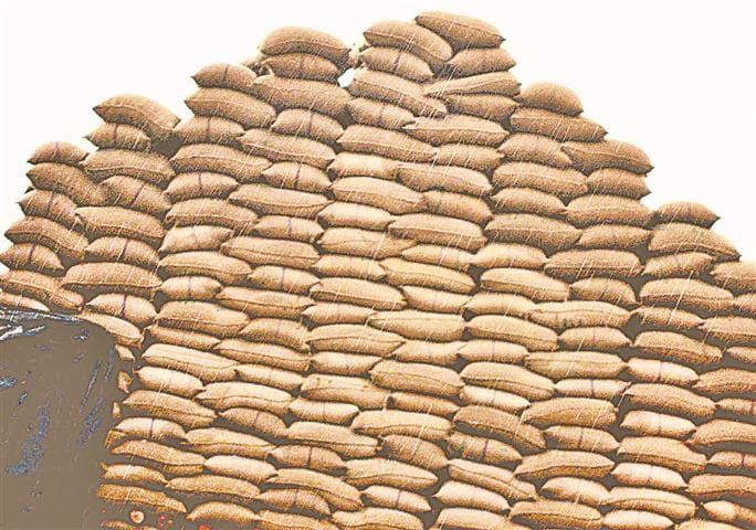 63.11 percent wheat purchase only
