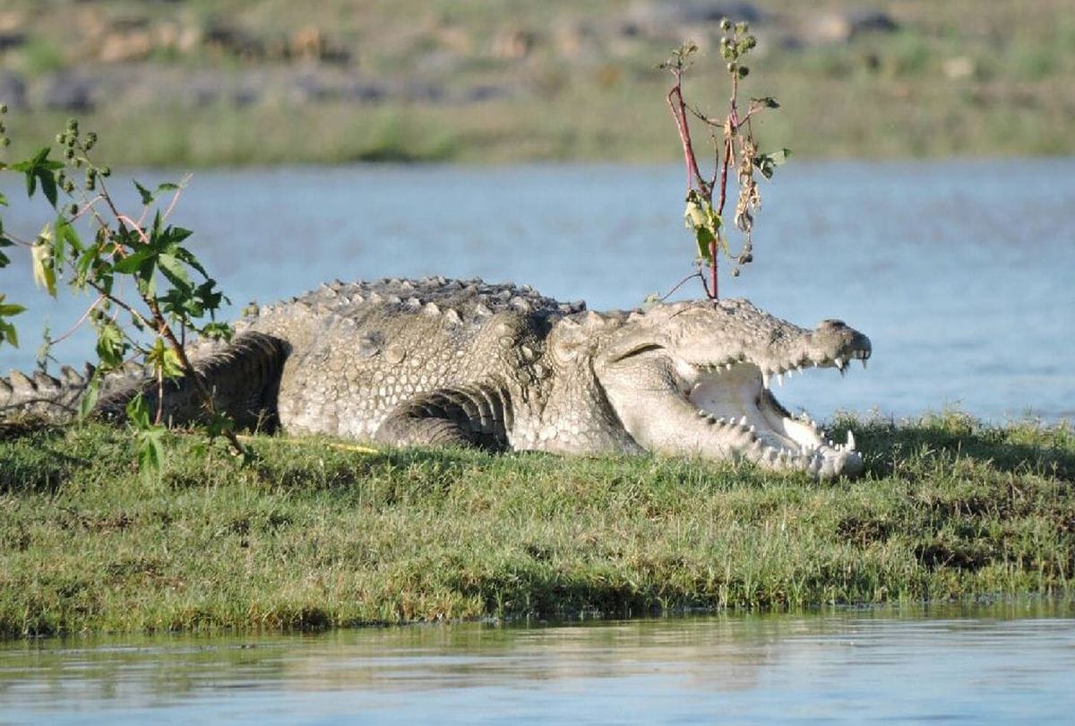crocodile grabs one villager and drag him to pond, search continues