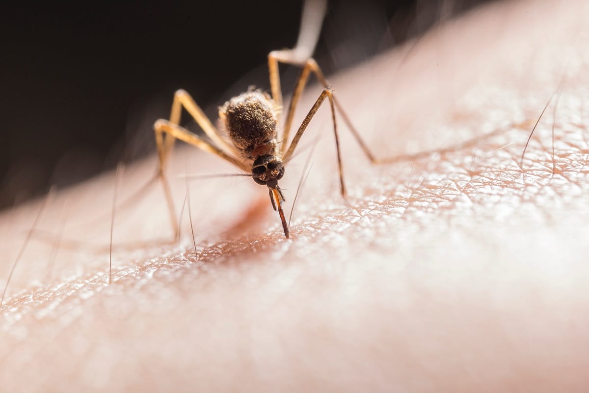 Encephalitis causing havoc due to scrub typhus in Gorakhpur
