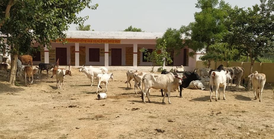 cow, school