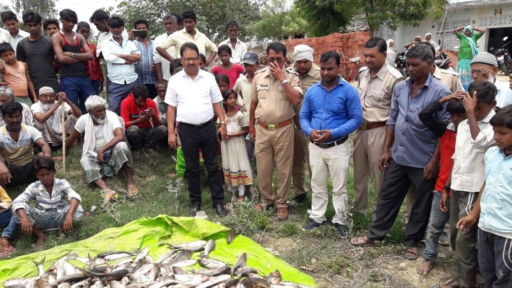 fishesh sold order by highcourt