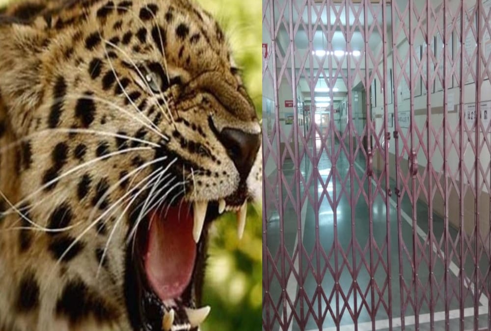 Leopard Enter in srinagar medical college and attack on clerk 
