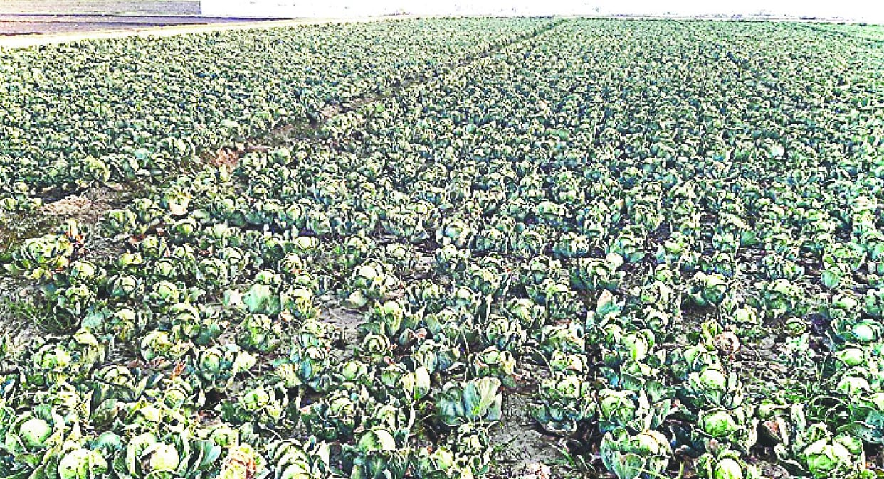 Drying crops due to fierce heat, farmers worry
