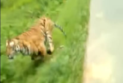 tiger chase bikers in waynad video viral