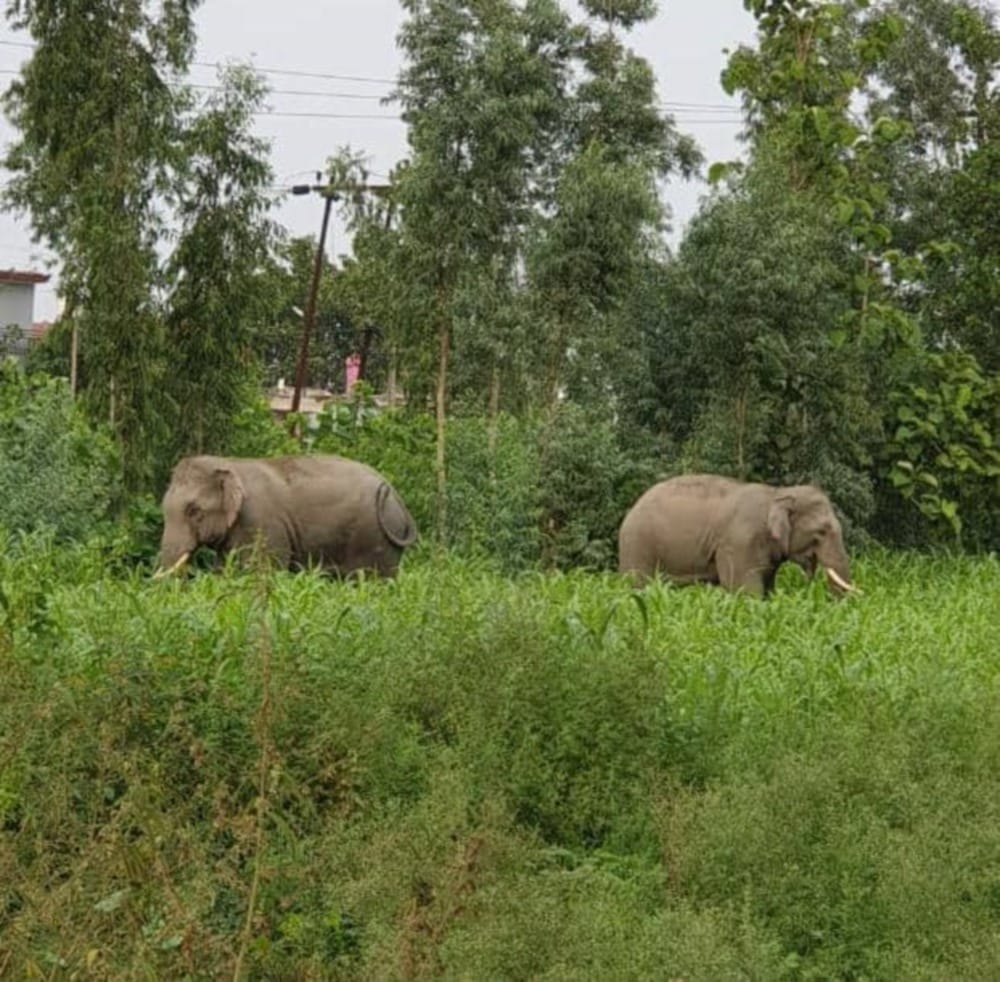 Uttarakhand Ifs Officer Done Little Experiment to Save Crops by Elephants in champawat