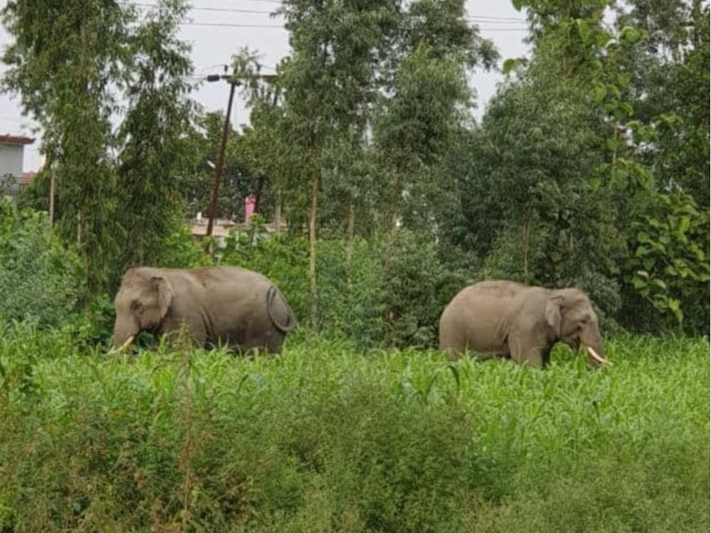 wild elephant injured youth in rudrapur