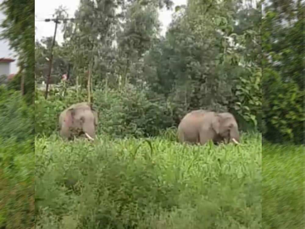 wild elephant injured youth in rudrapur