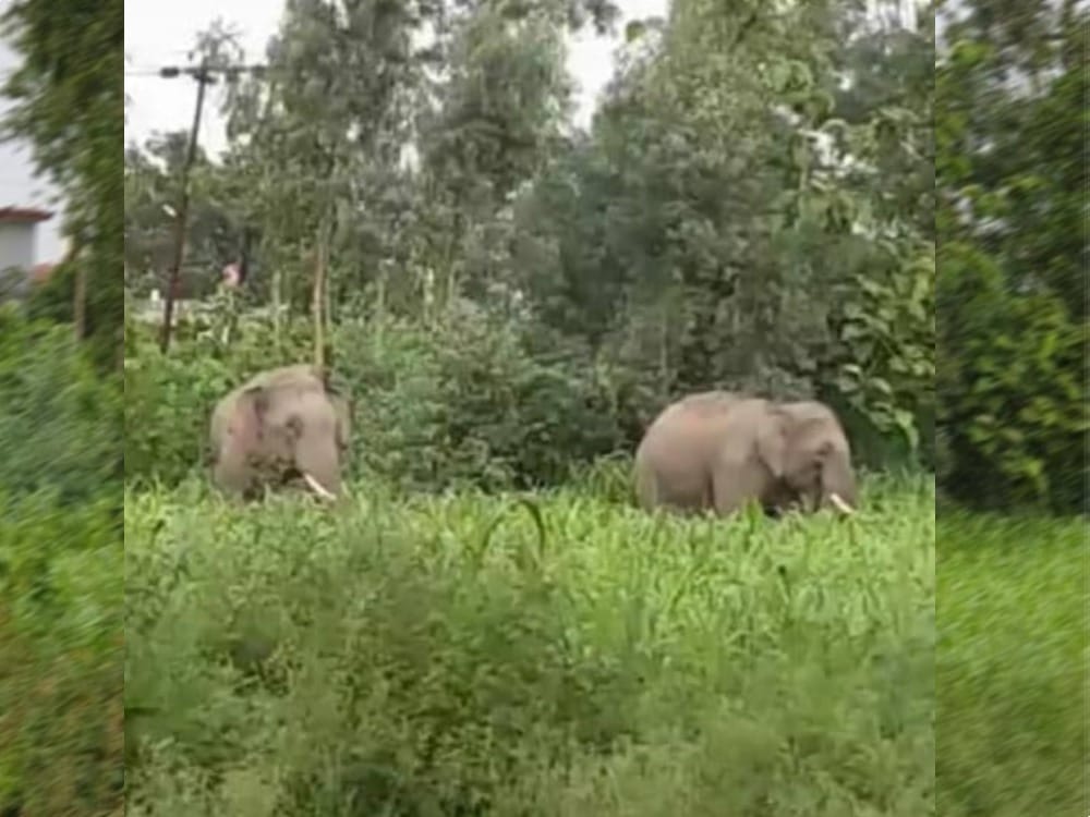 wild elephant injured youth in rudrapur