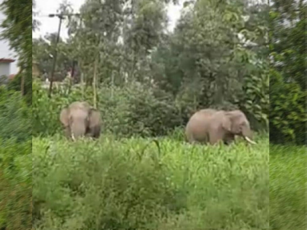Bareilly: wild elephants rage at bankeganj pasiyapur, bandbaja firecrackers used to chase elephants