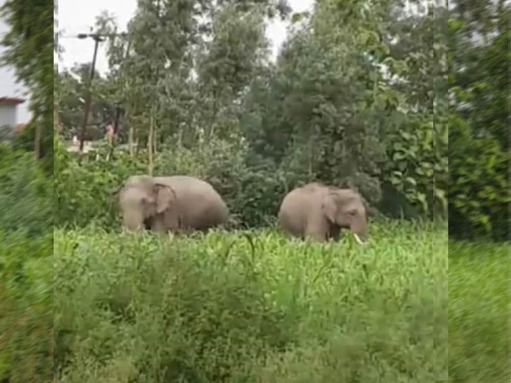 wild elephant injured youth in rudrapur