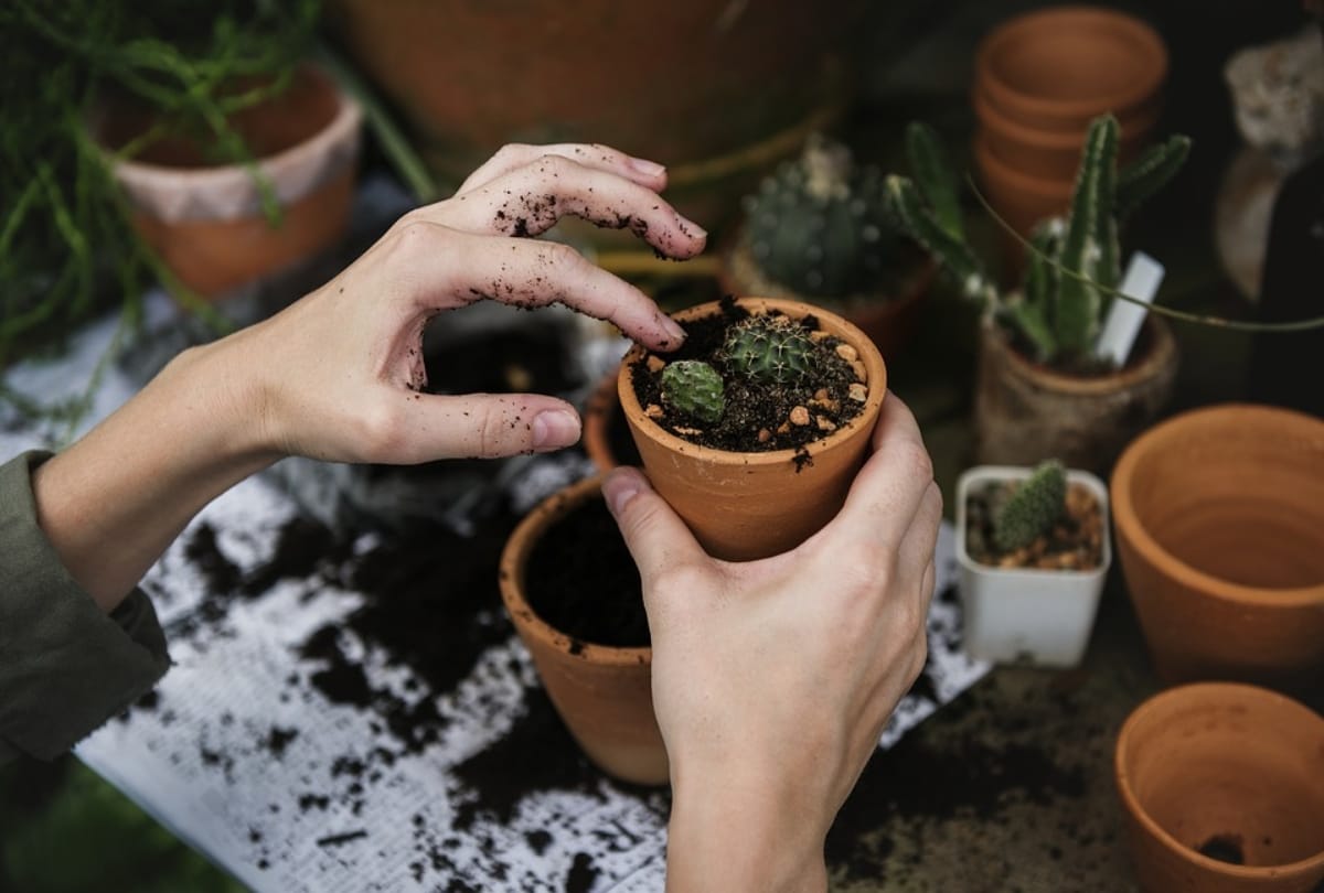 gardening take care of mental health and mindfulness