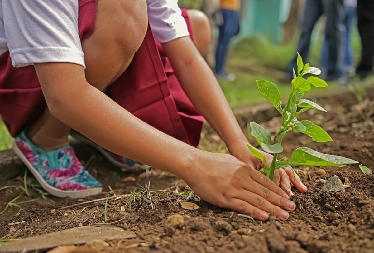 gardening take care of mental health and mindfulness