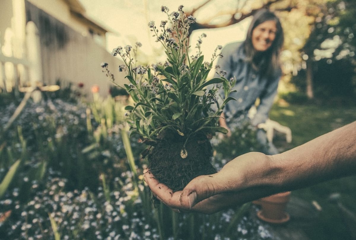 gardening take care of mental health and mindfulness