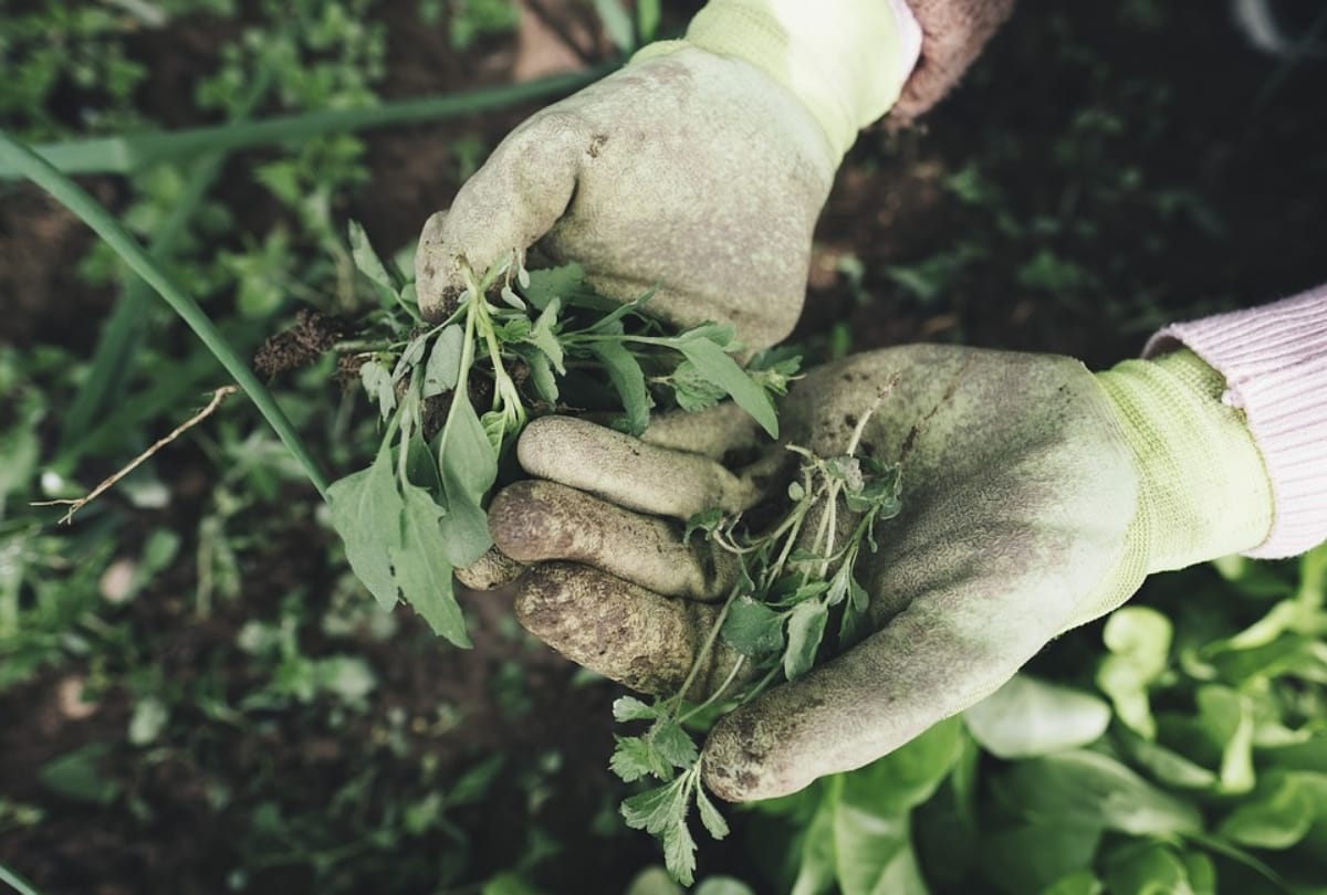 gardening take care of mental health and mindfulness