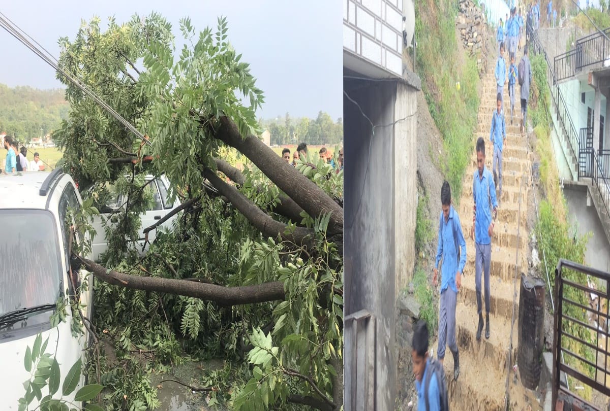 trees fallen due to storm and heavy rainfall in himachal