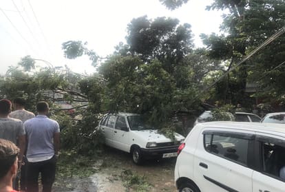 trees fallen due to storm and heavy rainfall in himachal