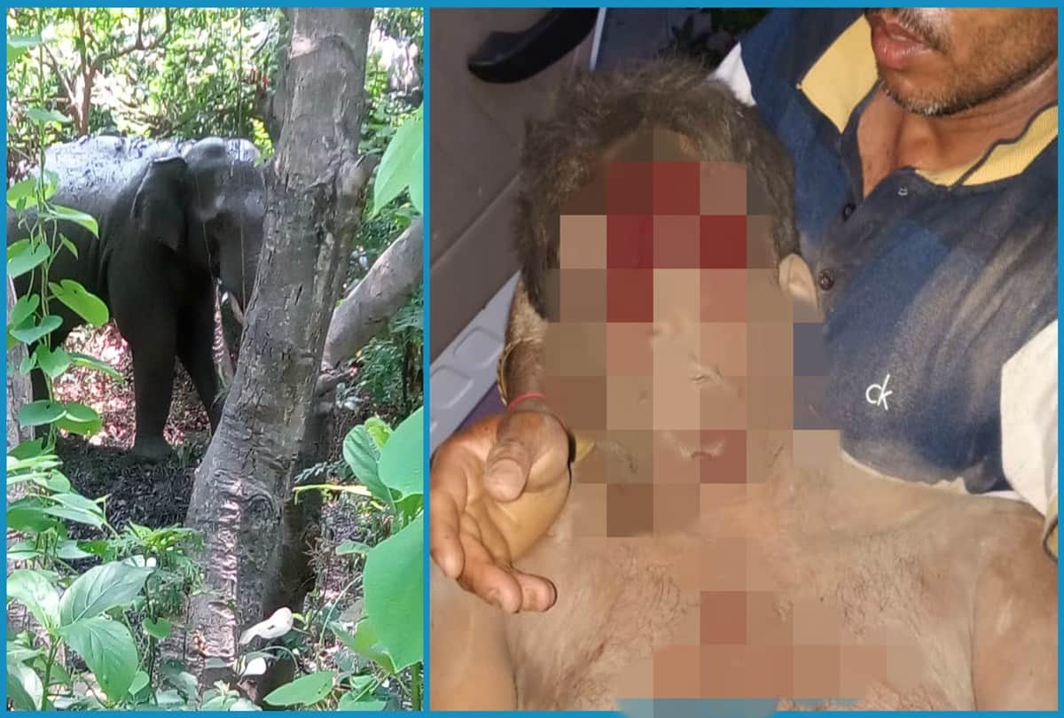 Elephant returned in rampur from uttrakhand forest and attack on a person