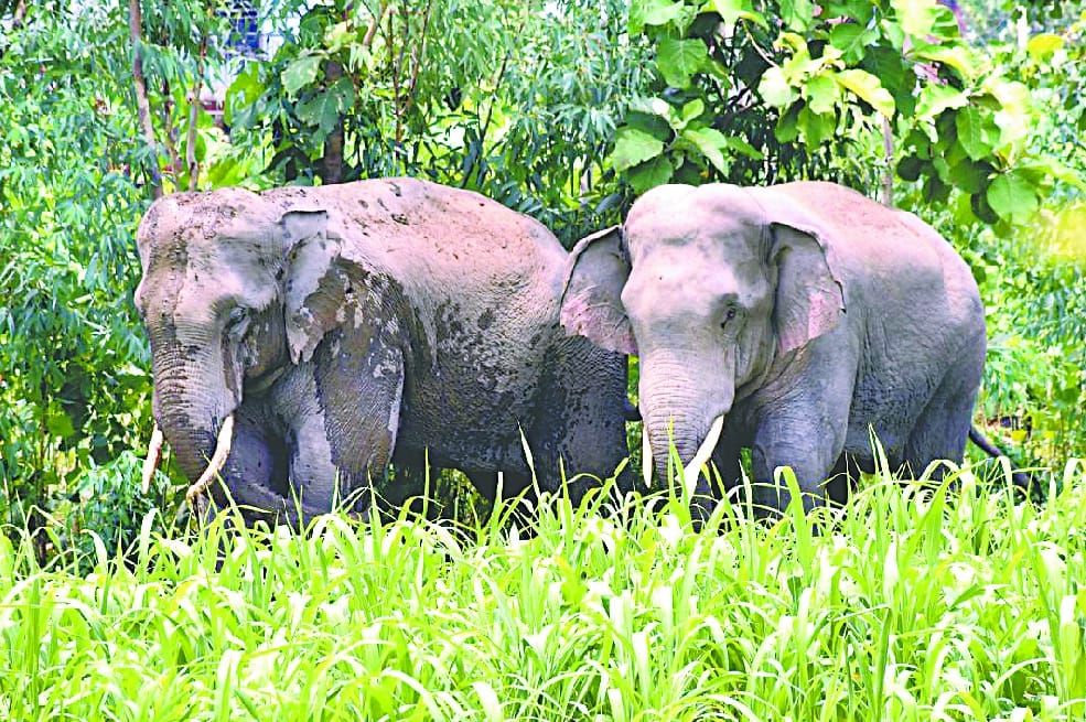 Three killed including mother and daughter in elephants attack in Chhattisgarh