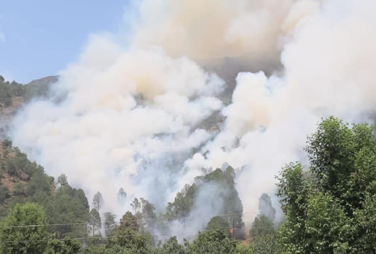 155 plants of apple gutted in fire in chamba himachal